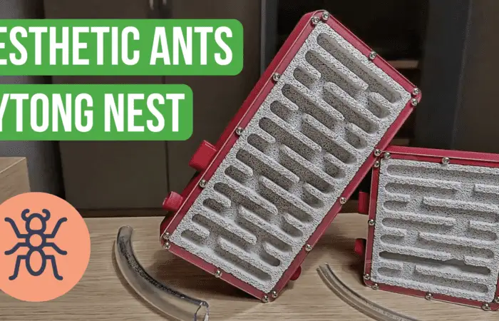 Esthetic Ants Ytong Nest Review