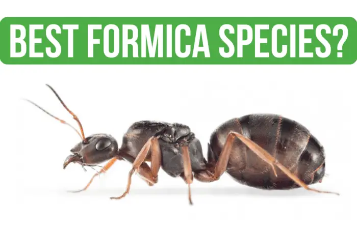 How to Care for Formica Cinerea
