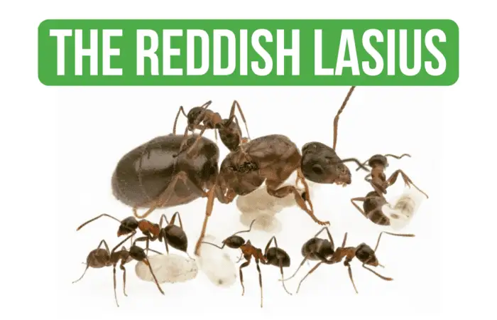 How To Care for Lasius Emarginatus