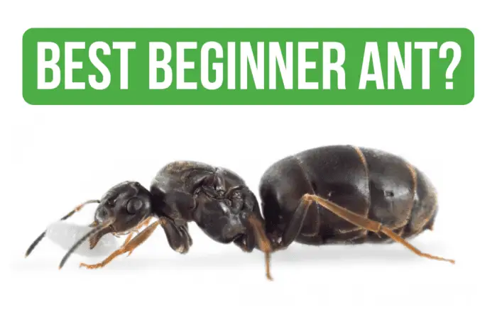How To Care for Lasius Niger