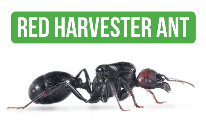 How To Care for Messor Barbarus