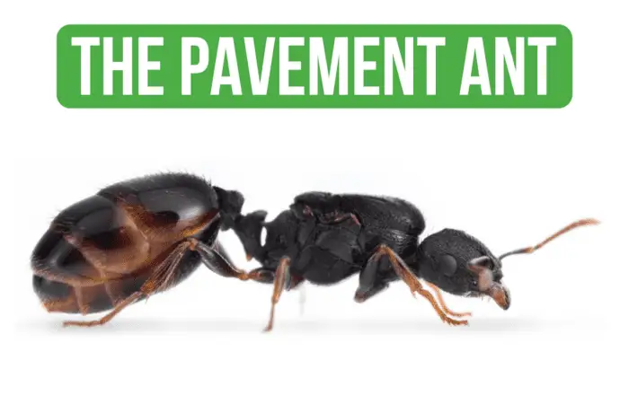 How To Care for Tetramorium Caespitum