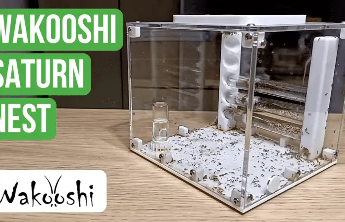 WaKooshi Saturn Nest Review