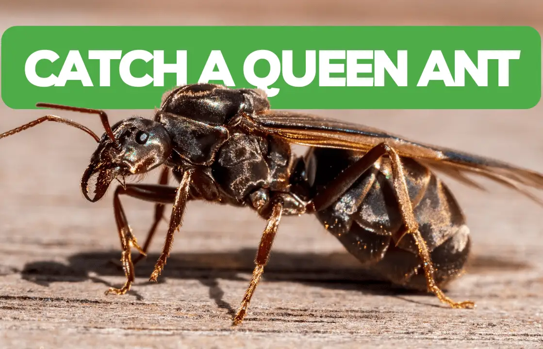 How To Catch Your First Queen Ant!