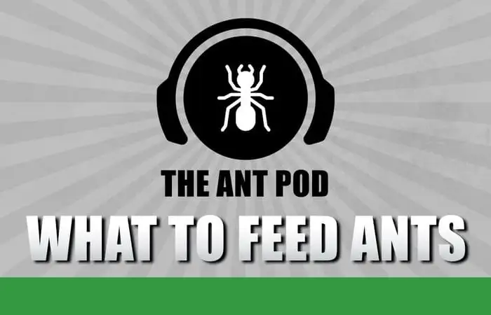Best Feeders For Your Ants? - The Ant Pod