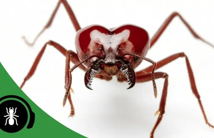 Keeping Leafcutter Ants V2 - The Ant Pod