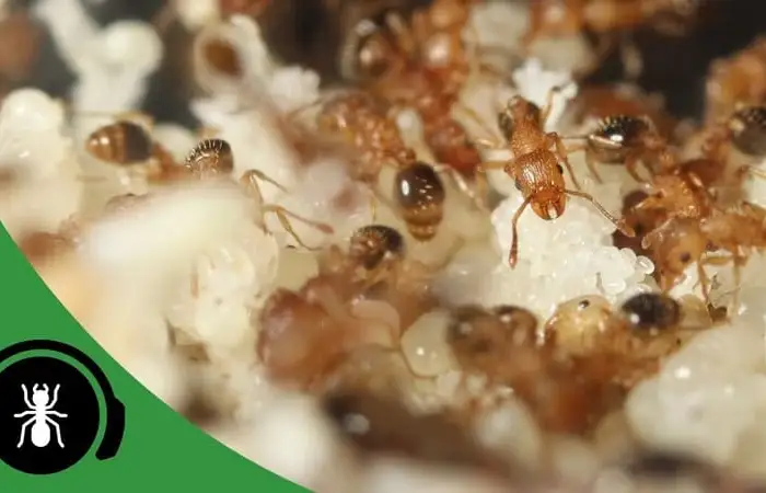 The Best Conditions To Keep Ants - The Ant Pod