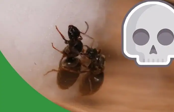 Experimenting On Ants - The Ant Pod