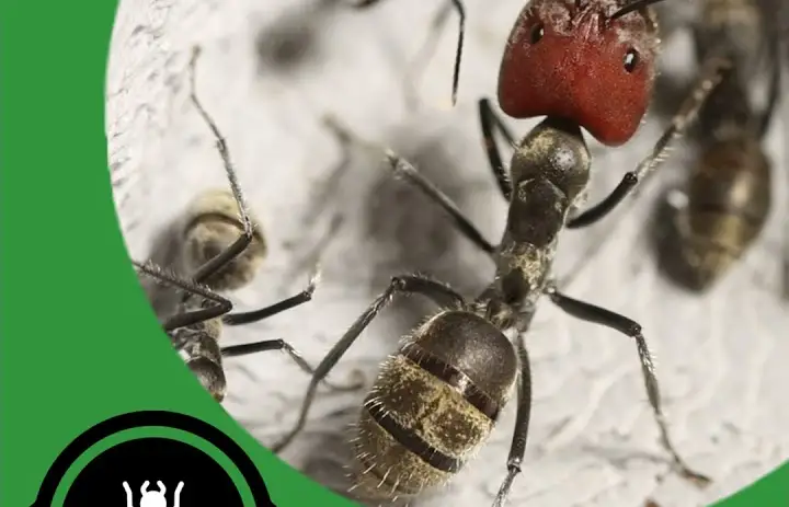 The 5 Ants You Need to Keep, From Beginner to Expert - The Ant Pod