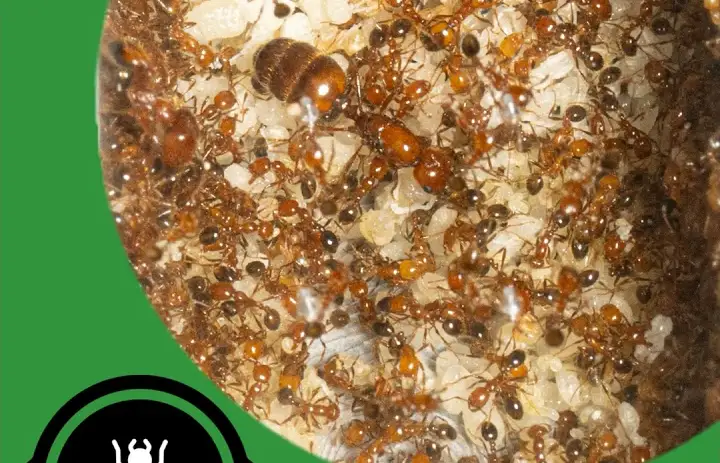 When Ant Colonies Grow Out of Control! - The Ant Pod