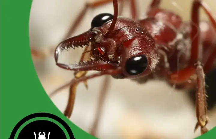 The Return Of TAP! - The Ant Pod