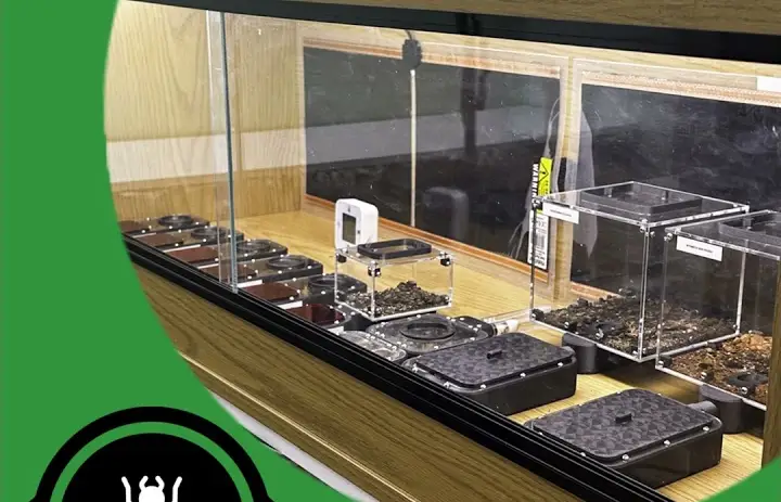 You Should Have A Vivarium! - The Ant Pod