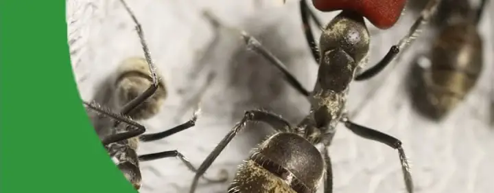 The 5 Ants You Need to Keep, From Beginner to Expert - The Ant Pod