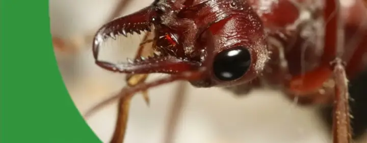 The Return Of TAP! - The Ant Pod