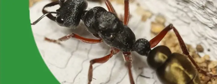 Keeping Semi-Claustral Ants - The Ant Pod