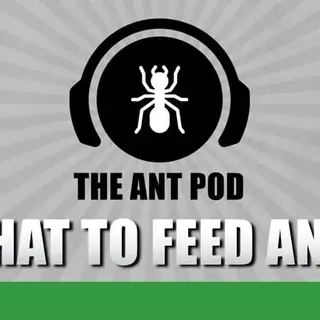 Coverbild des Audiotracks: Die besten Futtertiere für deine Ameisen? - The Ant Pod