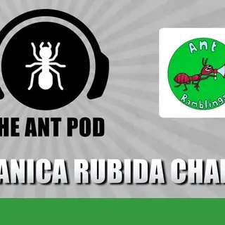 Cover image for audio track: The Manica rubida Challenge - The Ant Pod