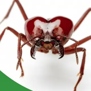 オーディオトラックのカバー画像：ハキリアリの飼育 V2 - The Ant Pod