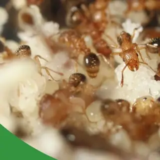 Coverbild des Audiotracks: Die besten Bedingungen für die Ameisenhaltung - The Ant Pod