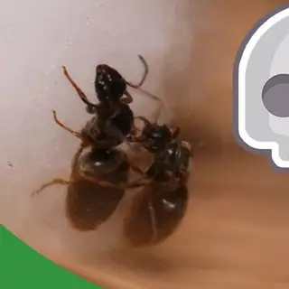 Imagem de capa da faixa de áudio: Experimentando com Formigas - The Ant Pod