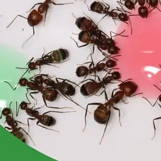 Coverbild des Audiotracks: Ist Zucker schädlich für Ameisen? - The Ant Pod