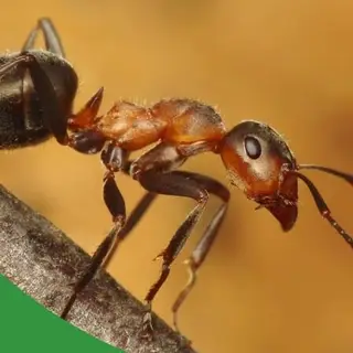 Coverbild des Audiotracks: Sklavenhalterameisen halten - The Ant Pod