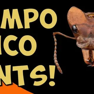 Imagem de capa da faixa de áudio: A Entrevista com Camponico Ants - The Ant Pod