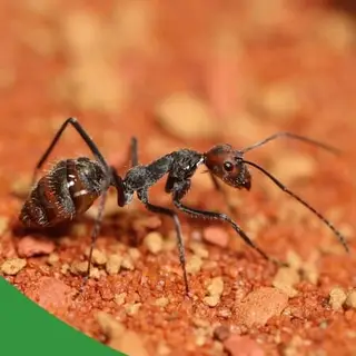 Cover image for audio track: The Worst Ant Keeping Mistakes - The Ant Pod