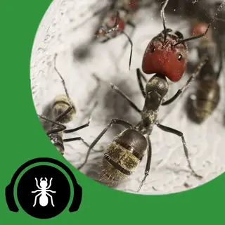 Immagine di copertina per la traccia audio: 5 Formiche da Allevare, da Neofita a Esperto - The Ant Pod