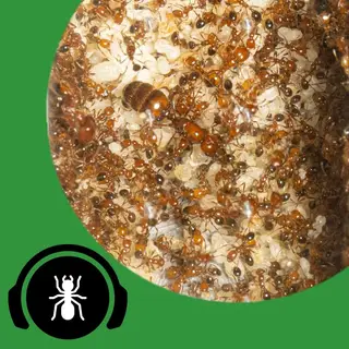 Coverbild des Audiotracks: Wenn Ameisenkolonien außer Kontrolle geraten! - The Ant Pod