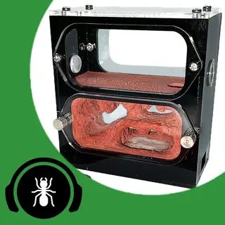 Coverbild des Audiotracks: Ist die Ameisenhaltung dem Untergang geweiht? - The Ant Pod