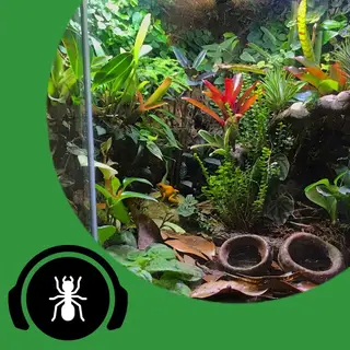 Cover image for audio track: Dream Ant Nest, Setup, Room And House! - The Ant Pod