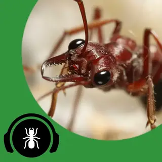 Cover image for audio track: The Return Of TAP! - The Ant Pod