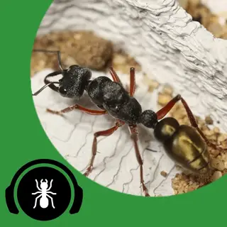オーディオトラックのカバー画像：半閉鎖型のアリの飼育 - The Ant Pod