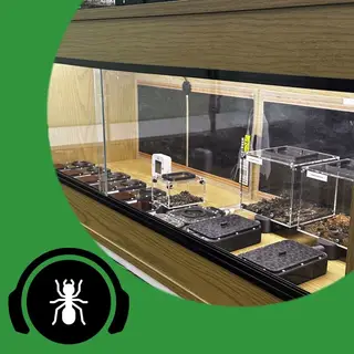 Immagine di copertina per la traccia audio: Dovresti Avere un Vivario! - The Ant Pod