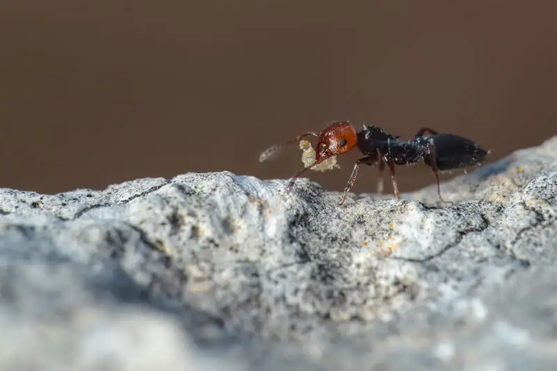 Crematogaster scutellaris worker on a rock with its heart-shaped gaster raised