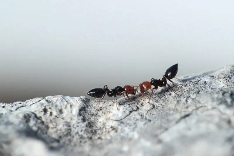 Crematogaster scutellaris workers walking in a line, following a chemical trail over a rock
