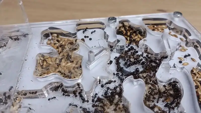 Messor barbarus workers and seed stores clearly visible in the rounded chambers of an acrylic nest