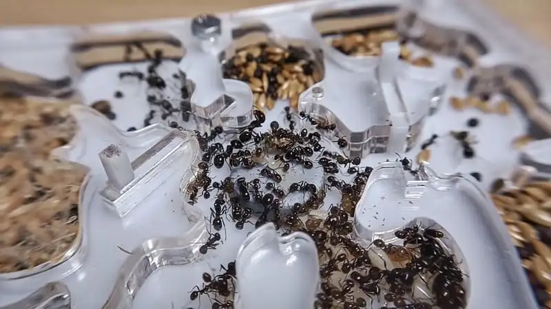 Messor barbarus workers next to piles of stored seeds inside the chambers of an acrylic nest