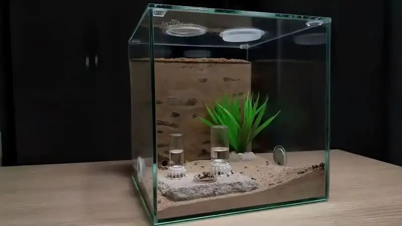 Glass ANTCUBE formicarium combining a sand nest with an outworld, feeders and an artificial plant