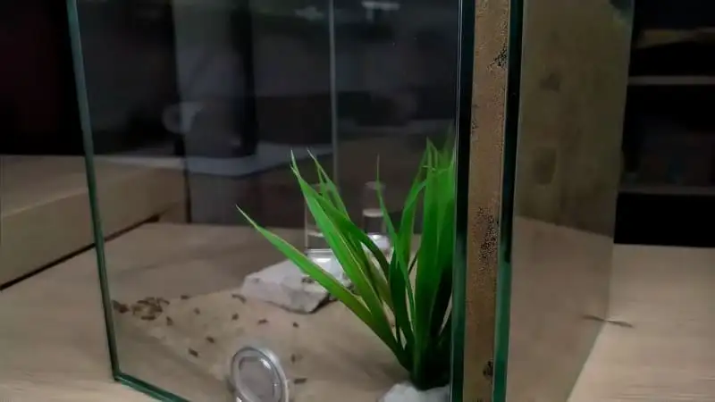Side view of a glass formicarium showing the thin sand-filled sandwich nest behind the front glass