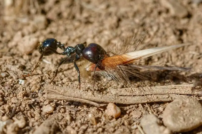 Messor barbarus major worker with a large head dragging a seed across dry soil
