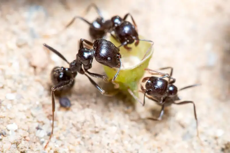Messor barbarus workers, including a big-headed major, using their mandibles on a green seed