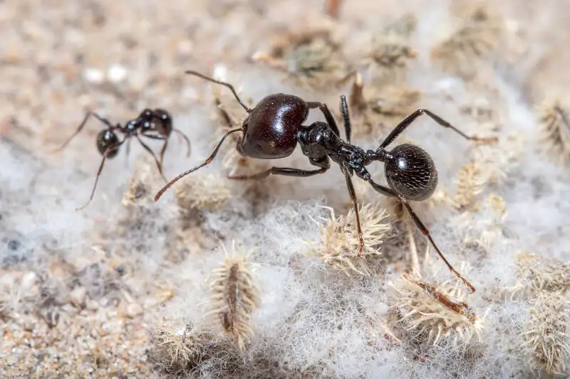 Messor barbarus major walking over seed husks, with a much smaller minor worker behind it