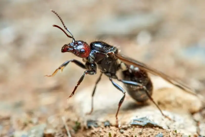 Alate Messor barbarus queen with her wings still attached, standing on sandy ground