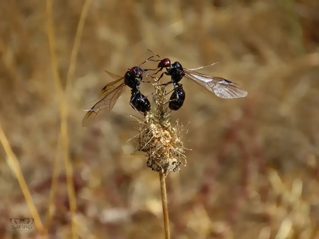 Two winged Messor barbarus ants on a dry seed head during a nuptial flight
