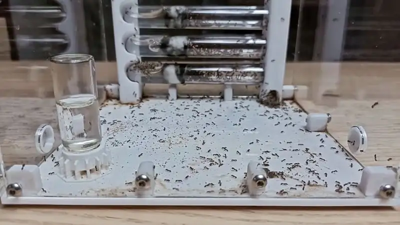 Workers foraging in a sand-covered outworld, with the colony's test tube nest built into the back wall