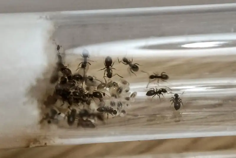 Lasius niger colony inside a test tube