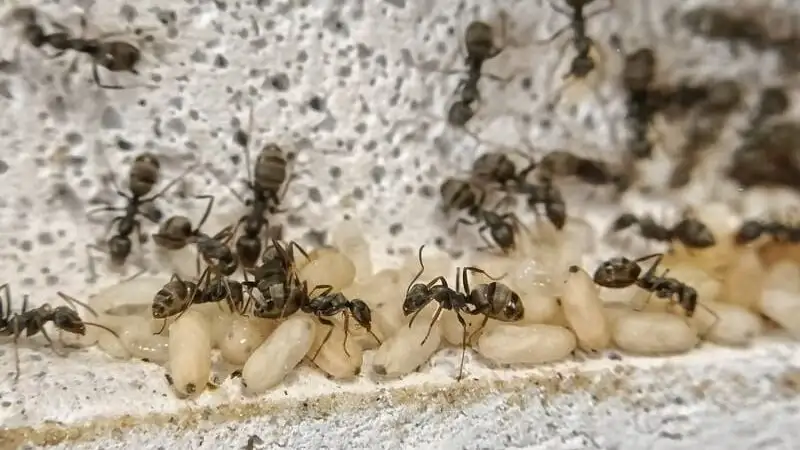 A Formica cinerea colony inside a ytong nest