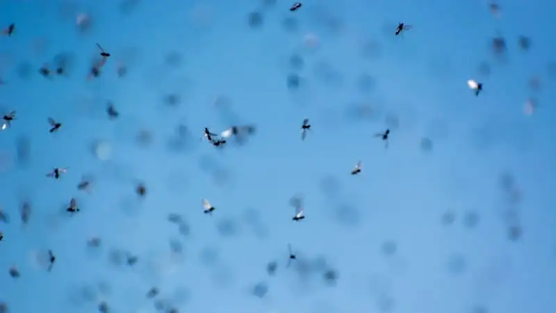Volo nuziale delle formiche